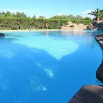 Paloma